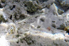 Corythoichthys flavofasciatus