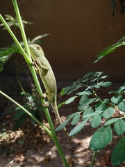 Chamaeleo senegalensis