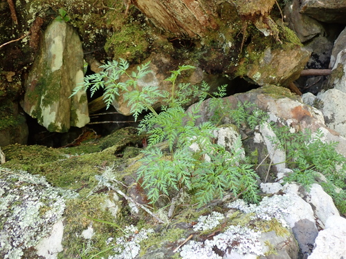 Western Hemlock-parsley (Conioselinum gmelinii)