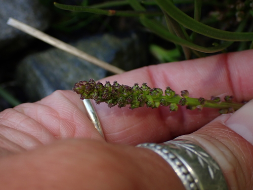 Alaska Plantain (Plantago macrocarpa)