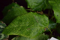 Goeppertia kegeljanii