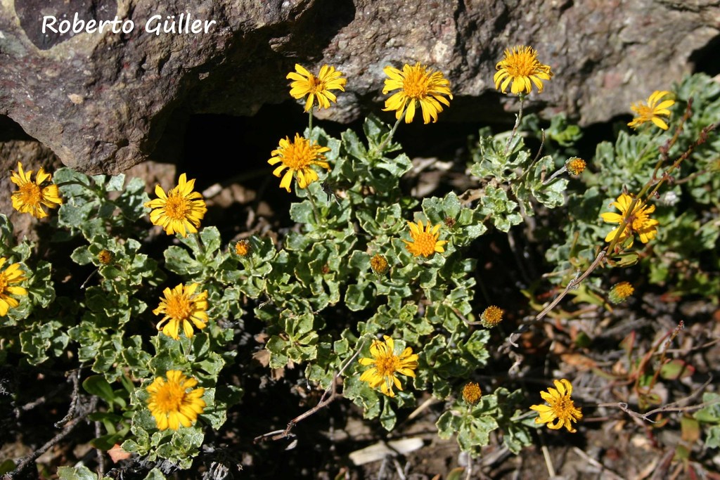 Haplopappus