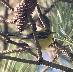 Setophaga pinus