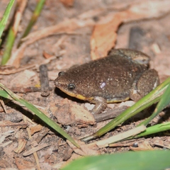 Elachistocleis bicolor