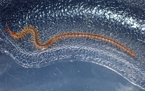 Diamondback Soil Centipede photo 5