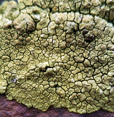 Acarospora novomexicana