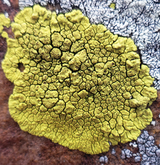 Acarospora novomexicana