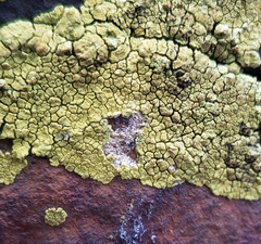Acarospora novomexicana