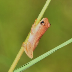 Dendropsophus sanborni