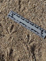 Callipepla californica