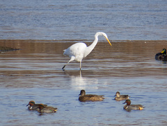Ardea alba