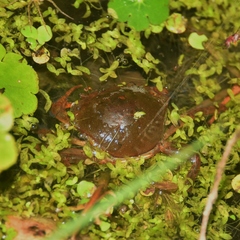 Dilocarcinus pagei