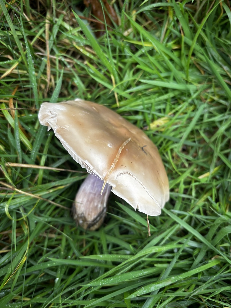 Collybia personata · November 2025 · photo: © crystalmarir (iNaturalist, cc0)