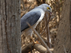 Accipiter francesiae