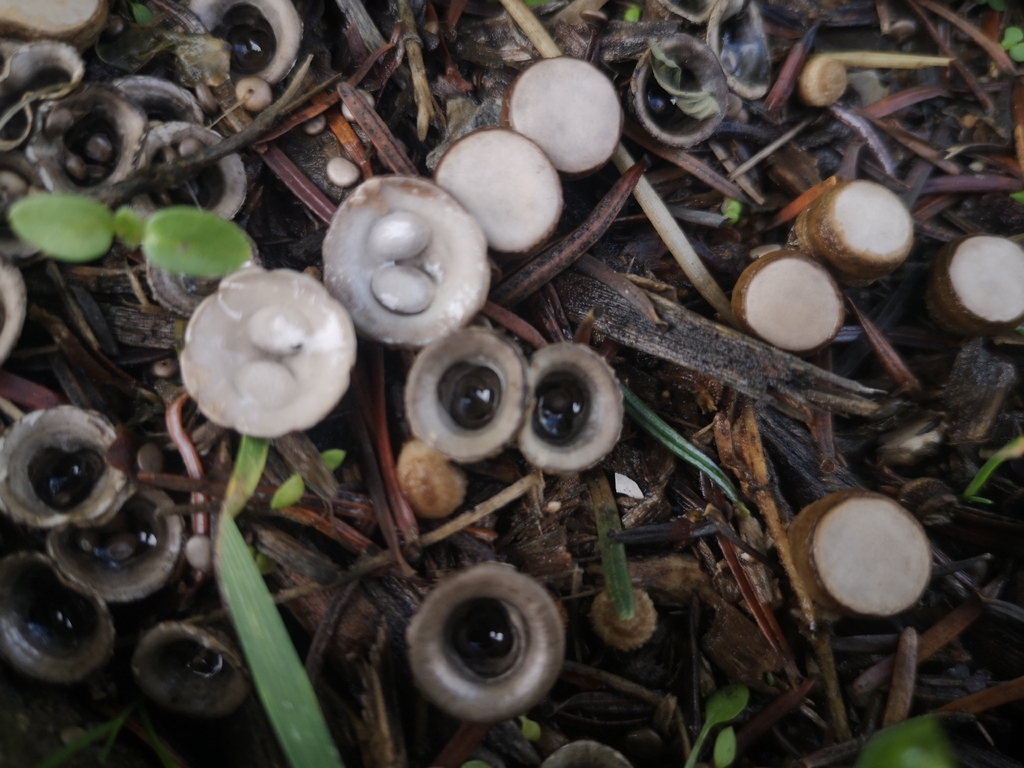 Cyathus olla · November 2025 · photo: © polparrhesia (iNaturalist, cc0)