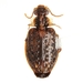 Hyboptera auxiliadora - Photo (c) Mike Quinn, Austin, TX, μερικά δικαιώματα διατηρούνται (CC BY-NC), uploaded by Mike Quinn, Austin, TX