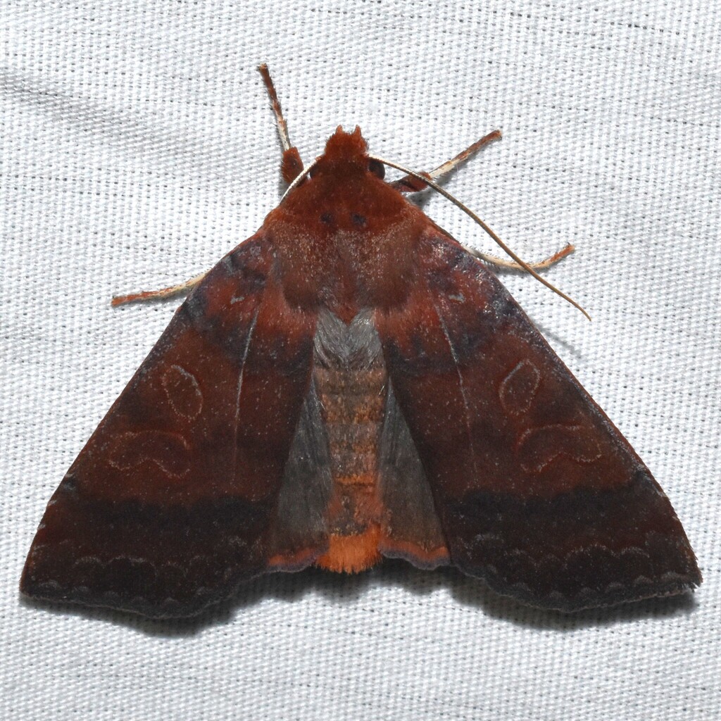 Holly Sallow