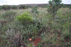 Fadogia homblei