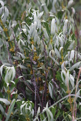 Fadogia homblei