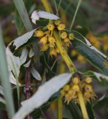 Fadogia homblei