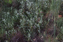 Fadogia homblei
