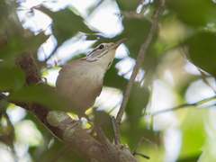 Thryophilus rufalbus