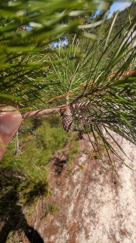 Sand pine (Pinus clausa)