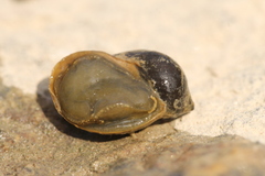 Ampullaceana balthica