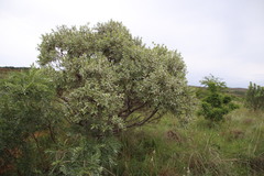 Ozoroa paniculosa paniculosa