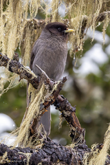 Sichuan Jay photo 2