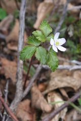 Anemonoides quinquefolia