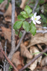 Anemonoides quinquefolia