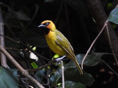 Olive-Naped Weaver photo 1
