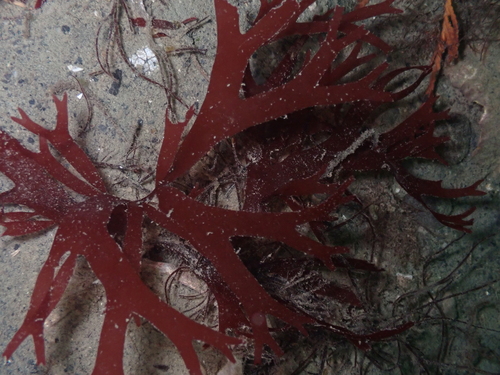 Sarcodiotheca furcata observed 2025-11-10