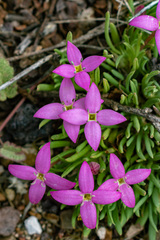 Houstonia rubra