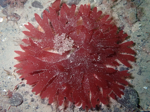 Rhodymenia pacifica observed 2025-11-10
