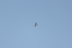 Accipiter virgatus fuscipectus