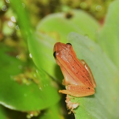 Dendropsophus sanborni