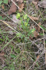 Euphorbia crenulata