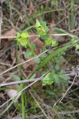 Euphorbia crenulata