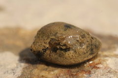Ampullaceana balthica