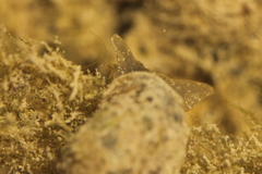 Ampullaceana balthica