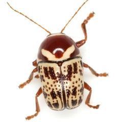 Cryptocephalus cribripennis