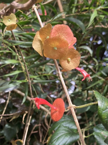 Holmskioldia sanguinea observed 2025-11-11