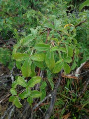 Searsia chirindensis