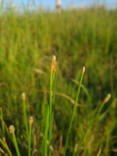 Eleocharis cylindrostachys observed 2025-11-11