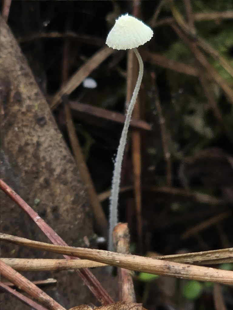 Mycena chloroxantha · November 2025 · photo: © alan_rockefeller (iNaturalist, cc-by-sa)