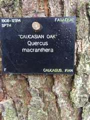 Quercus macranthera