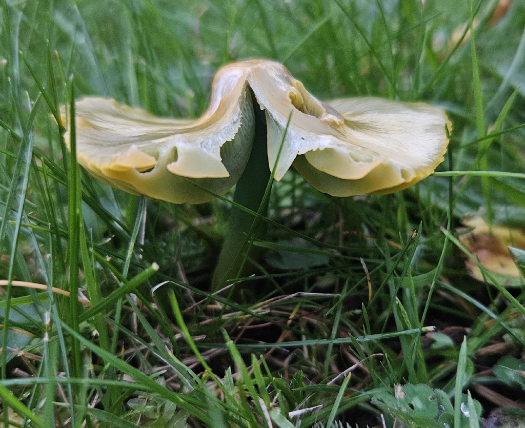 Gliophorus psittacinus · November 2025 · photo: © colibri87 (iNaturalist, cc-by-sa)