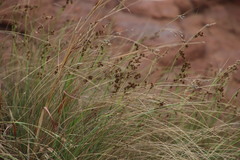 Coleochloa setifera